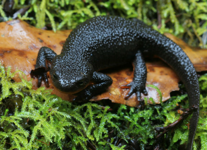 Rough-skinned Newt